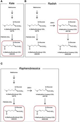 Large insertion in radish GRS1 enhances glucoraphanin content in intergeneric hybrids, Raphanobrassica (Raphanus sativus L. x Brassica oleracea var. acephala)